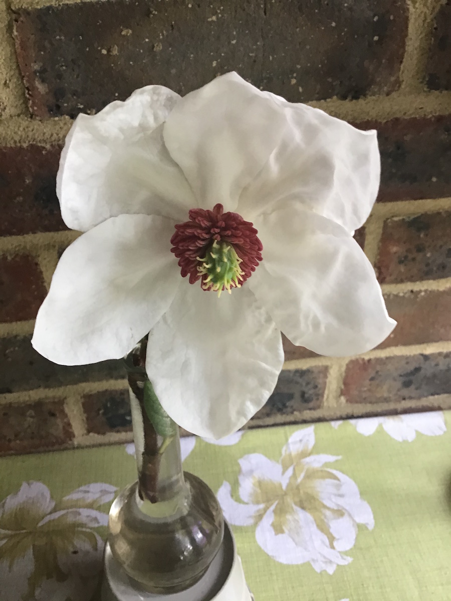 sieboldii ssp. sinensis